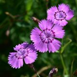 Dianthus fischeri