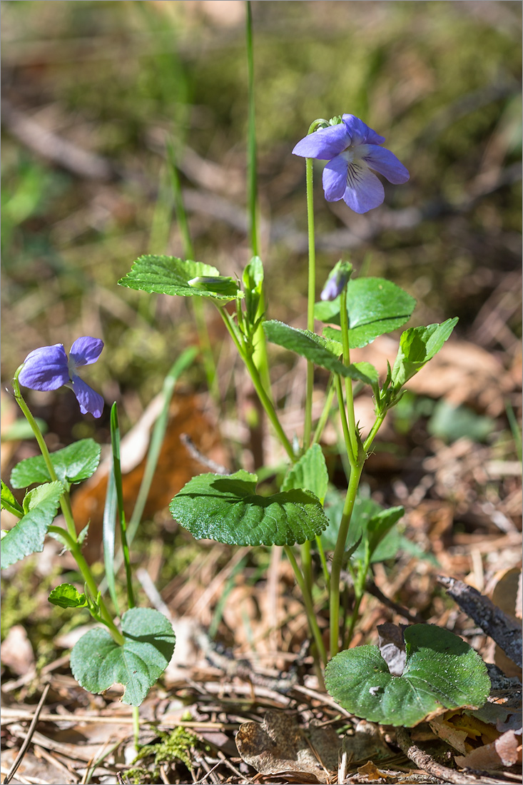 Изображение особи Viola riviniana.