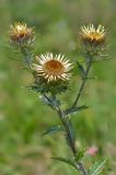 Carlina vulgaris