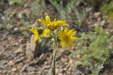 Ligularia robusta