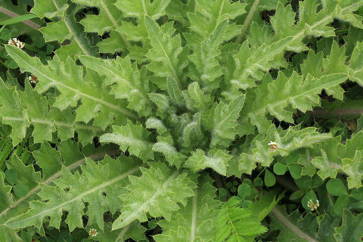 Изображение особи Cirsium esculentum.