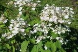 Hydrangea paniculata. Верхушки побегов с соцветиями ('Unique'). Кировская обл., г. Киров, Ботанический сад Вятского государственного университета, в культуре. 31.07.2018.