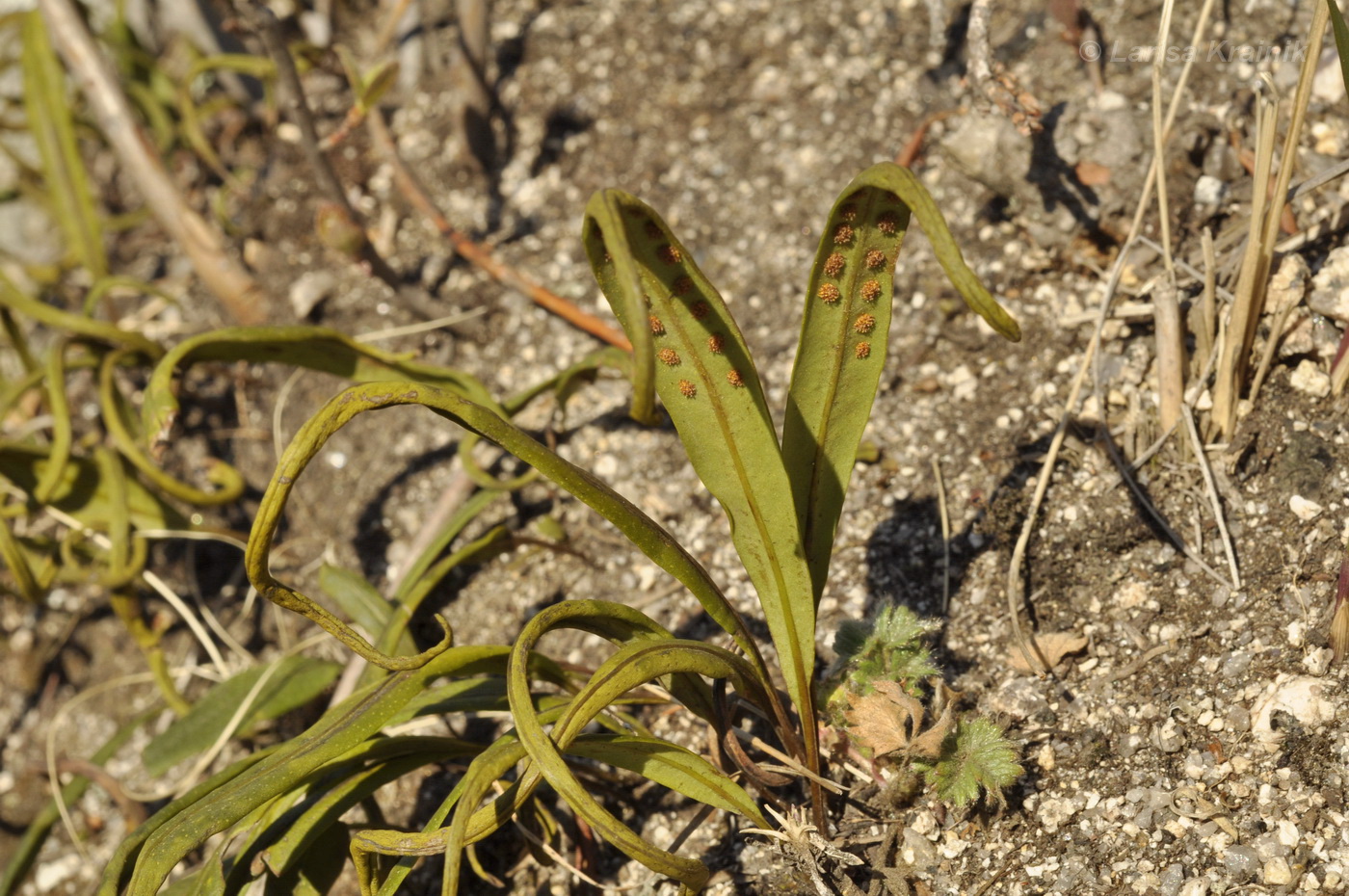 Image of Lepisorus ussuriensis specimen.