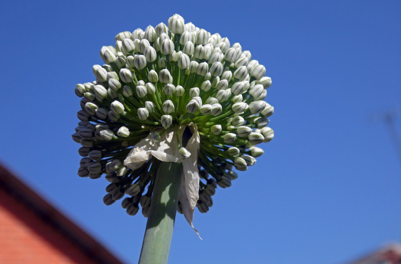 Изображение особи Allium cepa.