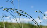 Gypsophila altissima