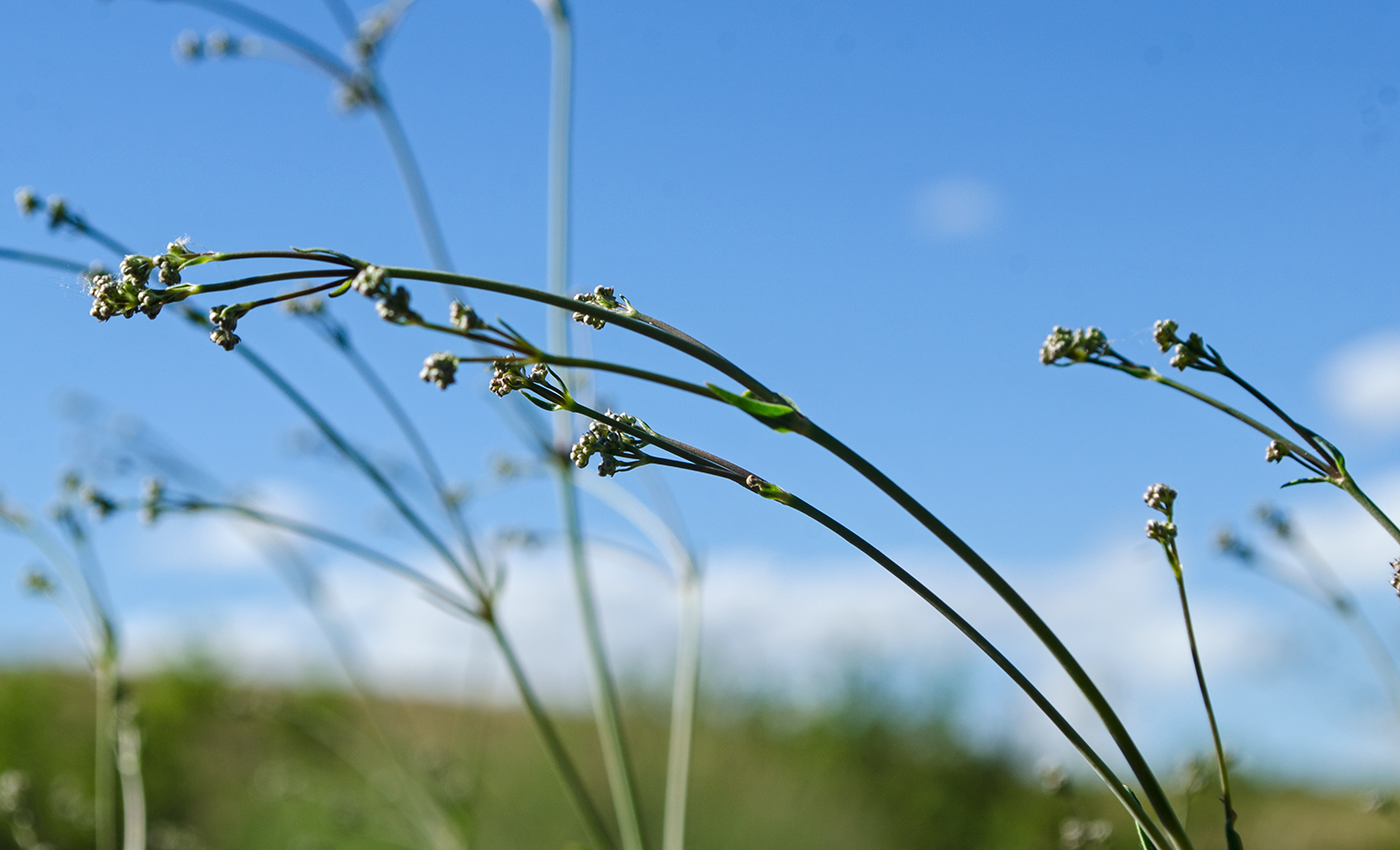 Изображение особи Gypsophila altissima.