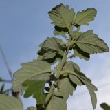 Caryopteris &times; clandonensis