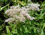 Eupatorium glehnii