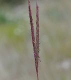 Andropogon distachyos