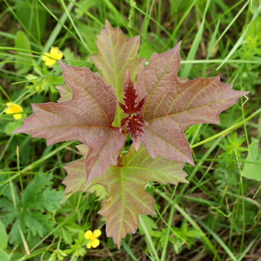 Image of Viburnum opulus specimen.