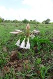 Crinum macowanii