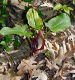 Arum elongatum