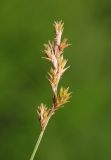 Carex diplasiocarpa