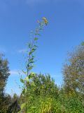 Helianthus tuberosus