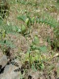 Astragalus schmalhausenii