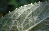 Mentha longifolia. Часть листа (нижняя сторона). Республика Адыгея, Майкопский р-н, ок. 4,5 км к северу от с. Хамышки, Гранитный каньон р. Белая, устье руч. Сашкова, под мостом на валунах берегоукрепления. 31.07.2022.