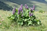 Phlomoides oreophila