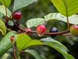 Frangula alnus. Часть ветви с плодами разной степени зрелости в каплях дождя. Тверская обл., Кимрский р-н, смешанный лес, возле лесной дороги. 08.08.2022.