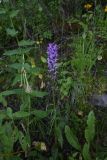 Dactylorhiza urvilleana