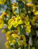 Verbascum speciosum. Часть соцветия. Армения, обл. Арагацотн, окр. с. Тегер, ≈ 1700 м н.у.м., луговой склон. 20.06.2022.