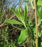 Salix cinerea