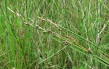 Carex canescens. Соплодия; одно из них с длинным присоцветным листом и поражёно головнёвым грибом Anthracoidea fischeri. Архангельская обл., Вельский р-н, окр. ст. Солга, заросшая лесовозная дорога на вырубке в сыром лесу. 03.08.2012.