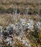 Cerastium biebersteinii