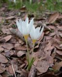 Crocus ochroleucus. Цветущее растение. Israel, Golan Heights, Ya'ar Odem. Ноябрь 2006 г.