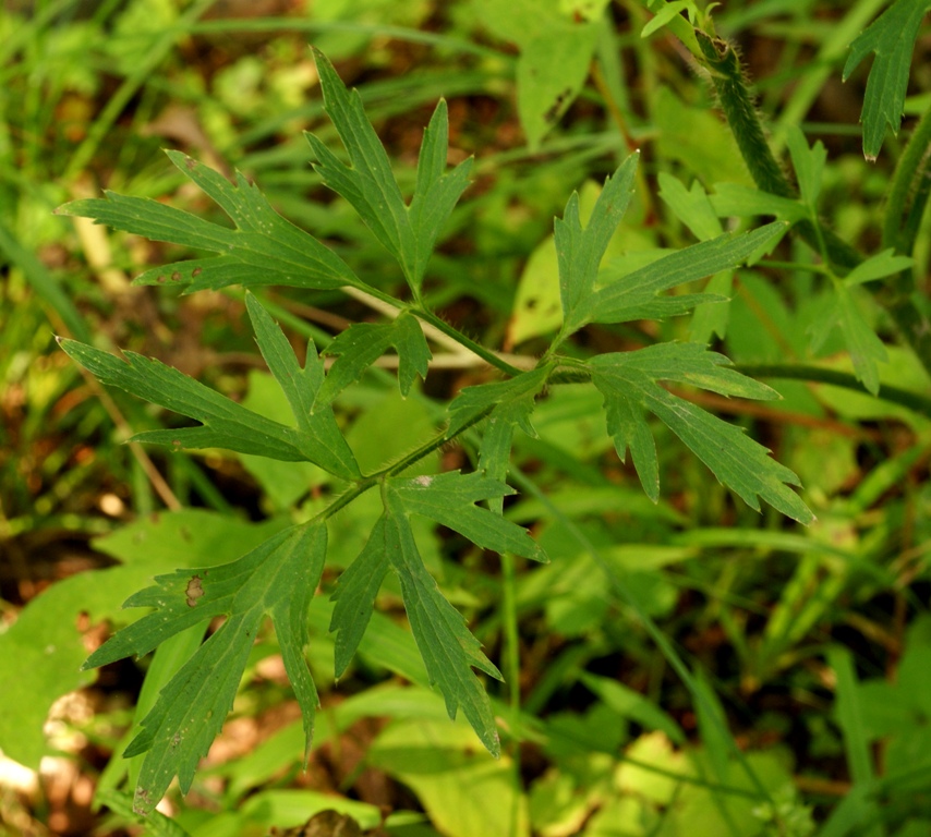 Image of Ranunculus tachiroei specimen.