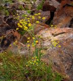 Bupleurum martjanovii. Цветущее растение. Красноярский край, Шушенский р-н, хр. Борус, долина \"Венеция\", выс. 1600 м н.у.м. 27.06.2012.