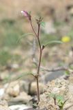 Chaenorhinum minus. Зацветающее растение. Южный берег Крыма, окр. Балаклавы. 2 мая 2014 г.