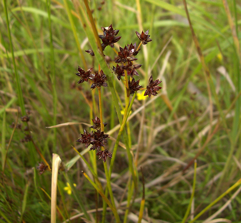 Изображение особи Juncus articulatus.