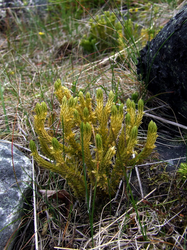 Image of Huperzia appressa specimen.