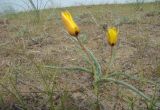 Tulipa lehmanniana