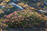 Loiseleuria procumbens. Куртина цветущих растений на скалистом берегу. Мурманская обл., Кольский р-н, окр. пос. Дальние Зеленцы. 21.06.2015.