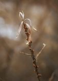 Hippophae rhamnoides