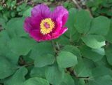 Paeonia daurica