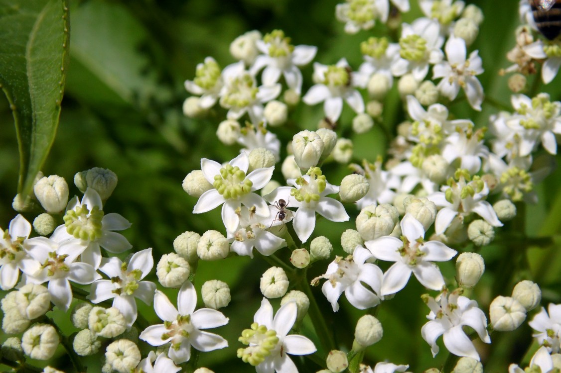 Изображение особи Sambucus ebulus.