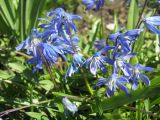 Scilla siberica