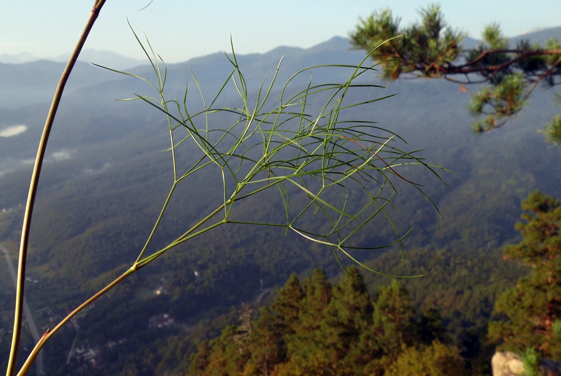 Изображение растения Peucedanum ruthenicum.