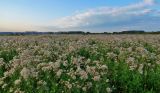 Cirsium setosum. Сообщество плодоносящих растений. Кемеровская обл., г. Белово, пойма р. Малый Бачат, заливной разнотравный луг. 21.08.2016.