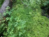 Carex loliacea. Плодоносящее растение. Ленинградская обл., Кингисеппский р-н, Котельский заказник, сфагновый ельник южнее оз. Бабинское. 19.06.2007.