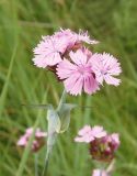 Dianthus andrzejowskianus