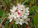 Ledum decumbens