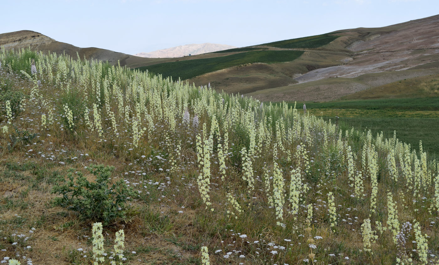 Изображение особи Delphinium semibarbatum.