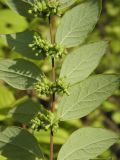 Symphoricarpos orbiculatus