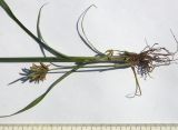 Cyperus glomeratus