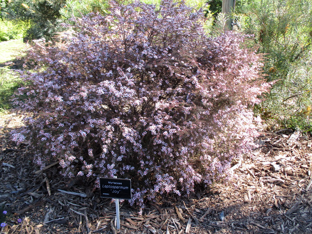 Изображение особи род Leptospermum.