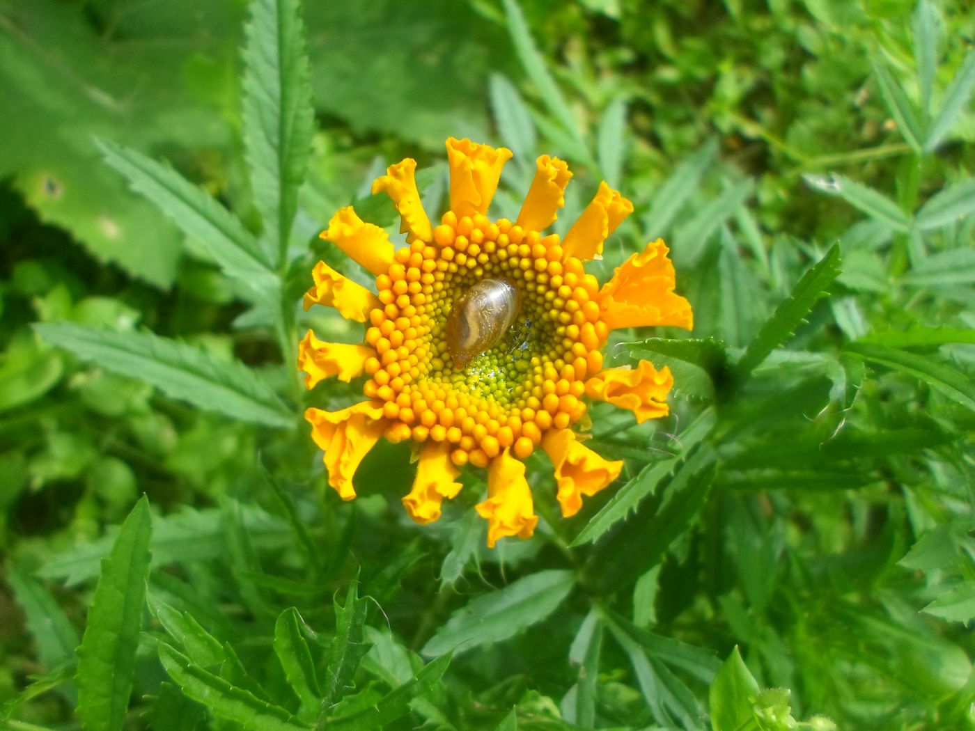 Изображение особи Tagetes erecta.