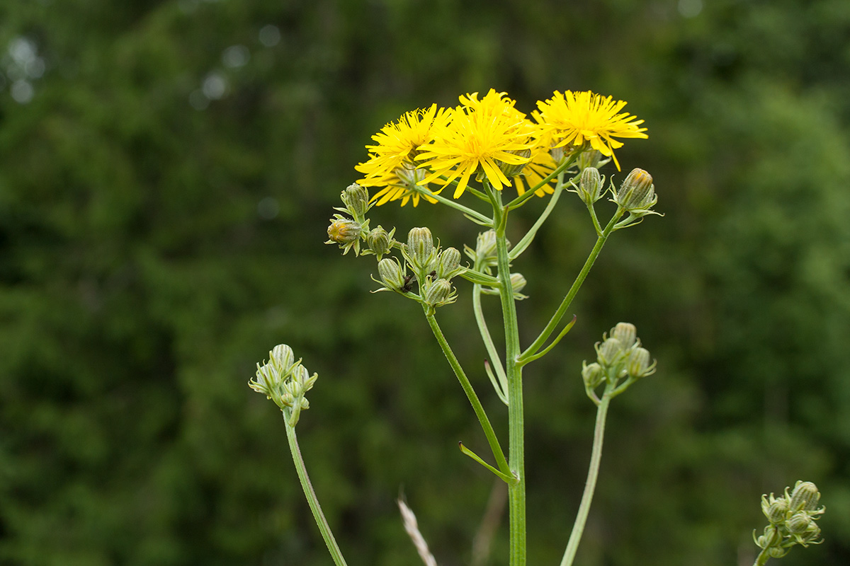 Изображение особи Crepis biennis.